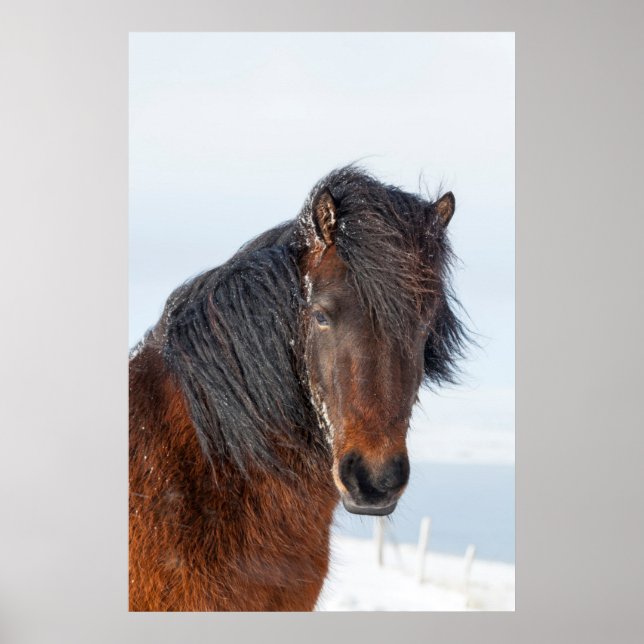 Póster Cabeza de caballo islandés real (Frente)