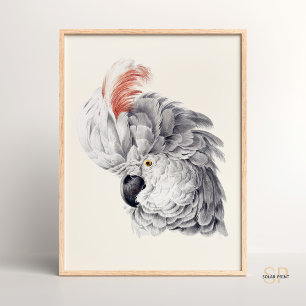 Póster Cabeza de Cockatoo Loro Blanco Macaw Aert Schouman