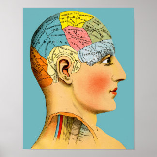 Póster Cabeza de frenología
