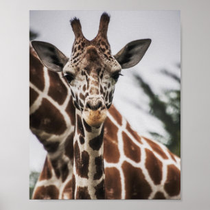 Póster Cabeza de jirafa Piel de piel de animal africano