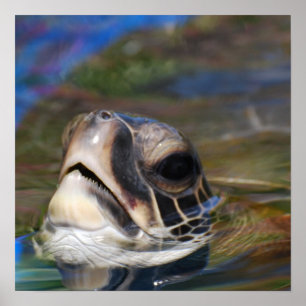 Póster Cabeza de la tortuga
