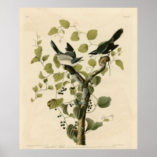 Póster Cabeza de leñador Shrike de Aves de América de Aud