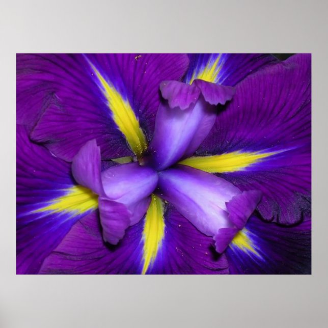 Póster Cabeza de león (Frente)