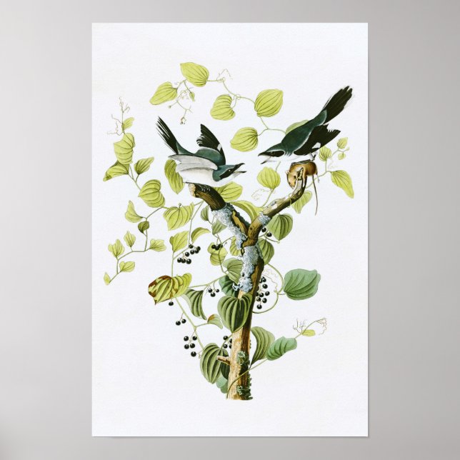 Póster Cabeza de Loggerhead Shrike John Audubon Aves de A (Frente)