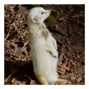 Póster Cabeza de Meerkat Blanco,