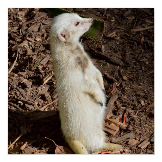 Póster Cabeza de Meerkat Blanco, (Anverso)