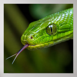 Póster Cabeza de serpiente verde