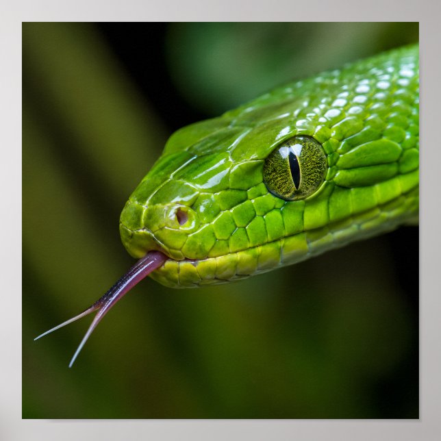 Póster Cabeza de serpiente verde (Frente)