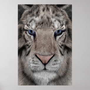 Póster Cabeza de Tigre Blanco Estética de Vida Silvestre