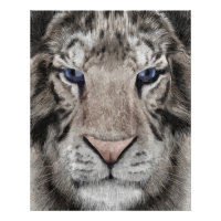 Cabeza de Tigre Blanco Estética de Vida Silvestre
