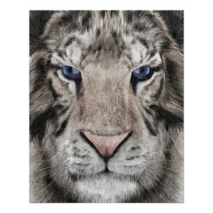 Póster Cabeza de Tigre Blanco Estética de Vida Silvestre