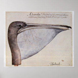 Póster Cabeza de un Pelican Marrón