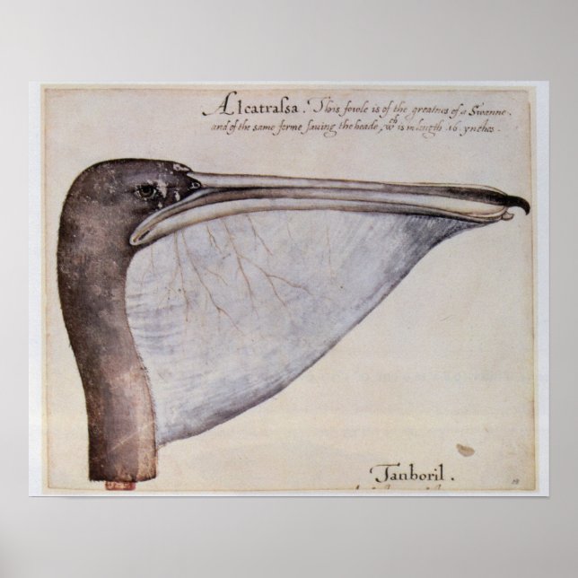 Póster Cabeza de un Pelican Marrón (Frente)
