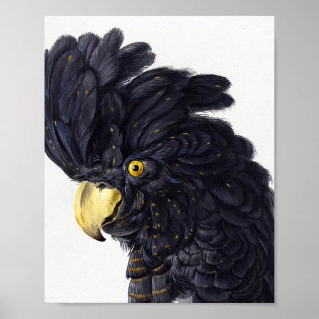 Póster Cabeza de una Cockatoo por Aert Schouman (Frente)