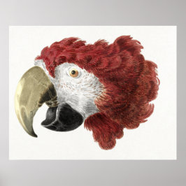 Póster Cabeza de una guacamaya (1725–1792)