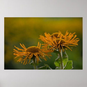 Póster Cabezas florales naranjas Inula Orientalis CC0023