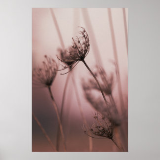 Póster Cabezuelas de semillas de flores silvestres con lu