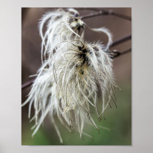 Póster Cabezuelas de Semillas Suaves Blancas y Plumosas e