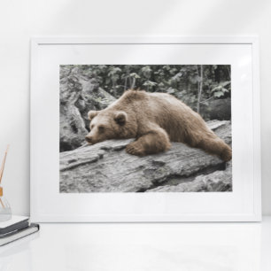Póster Cabin Rústica Sleep Bear on Log
