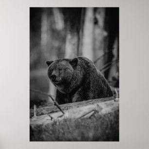 Póster Cabina Rustica Moderna De Oso Blanco