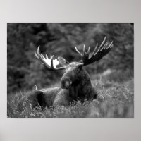 Cabina Rustica Moderna Moose Black Photo