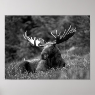 Póster Cabina Rustica Moderna Moose Black Photo