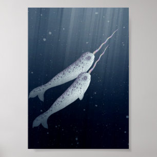 Póster Cables Narwhales Nadando Juntos Bajo El Agua
