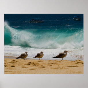 Póster Cabo Gaviota 2