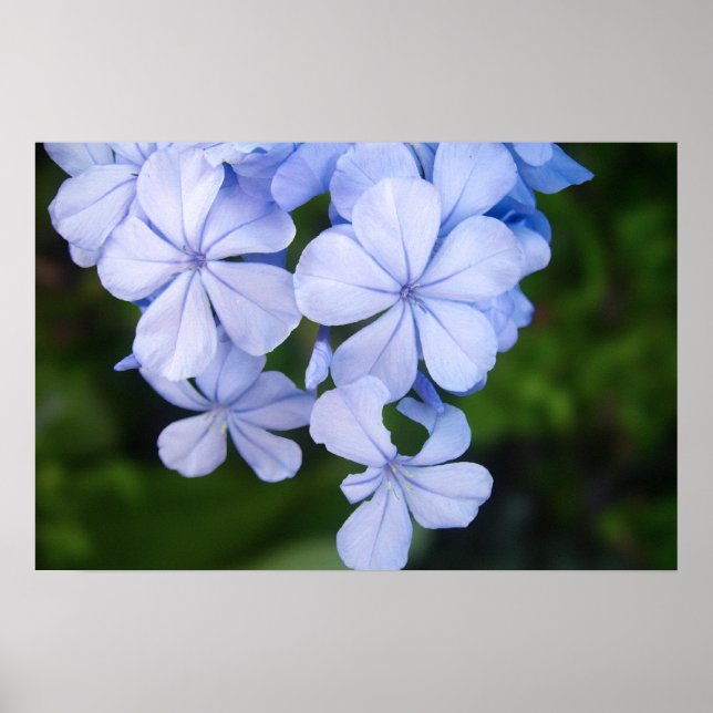 Póster Cabo plumbago (Frente)