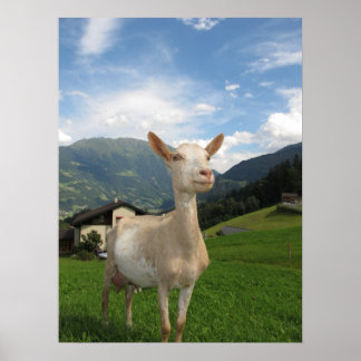 Póster Cabra blanca