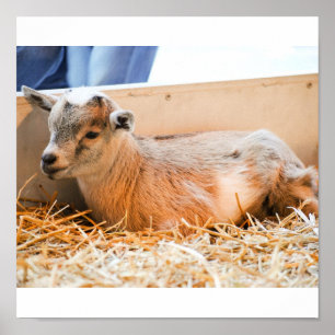 Póster Cabra de bebé