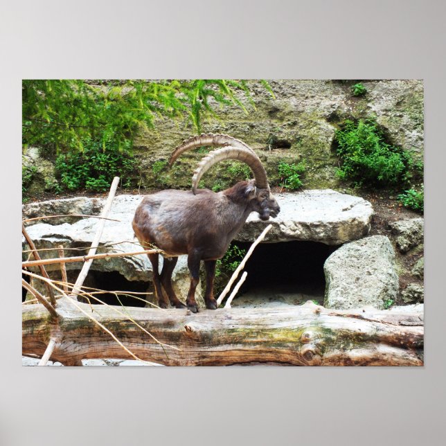 Póster Cabra de montaña (Frente)