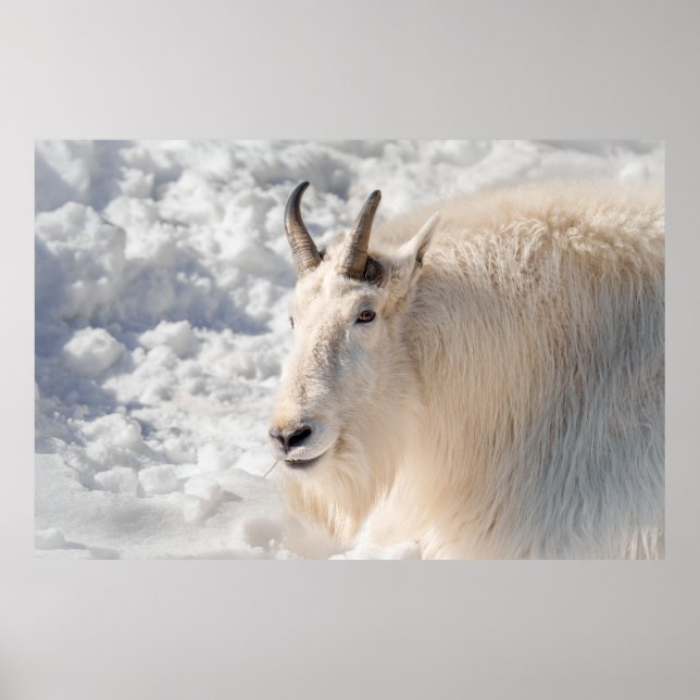 Póster Cabra De Montaña En La Nieve (Frente)