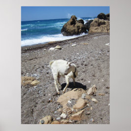 Póster Cabra en la playa