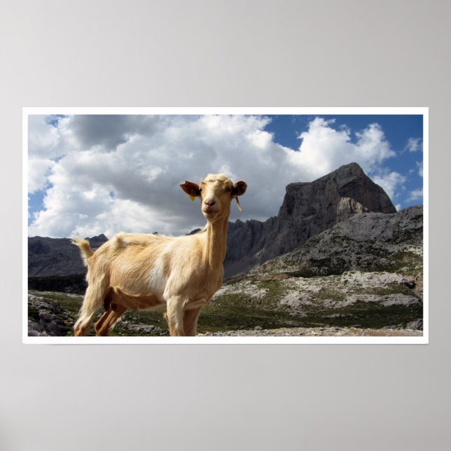 Póster Cabra en montañas, Asturias, España (Frente)
