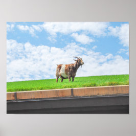 Póster Cabra en un techo de césped en Sister Bay, Wiscons