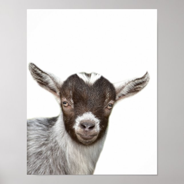 Póster Cabra granja animal foto peekaboo sala para niños (Frente)