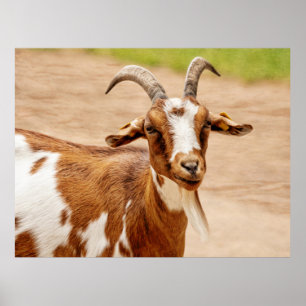 Póster Cabra marrón y blanca