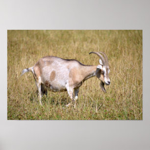 Póster Cabra marrón y blanca en la hierba