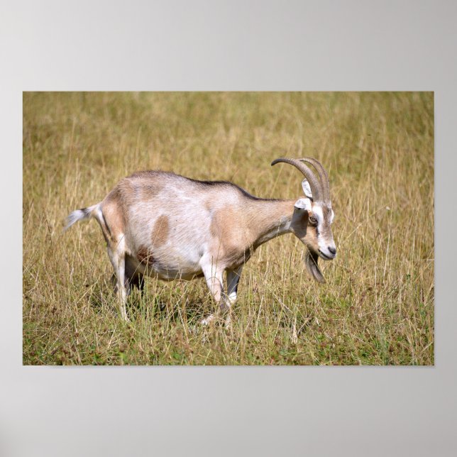 Póster Cabra marrón y blanca en la hierba (Frente)