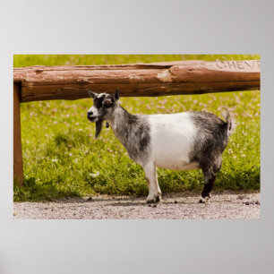 Póster Cabra pigmea africana
