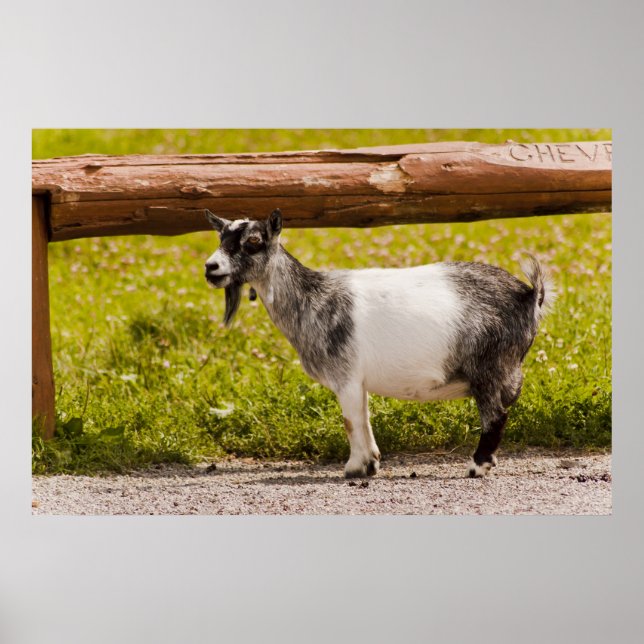 Póster Cabra pigmea africana (Frente)