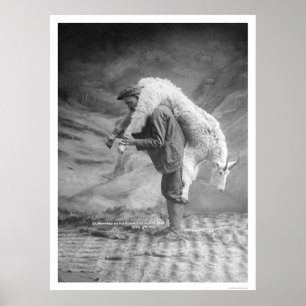 Póster Cabra que lleva Alaska 1905