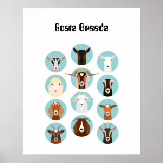 Póster Cabra Raza cabeza
