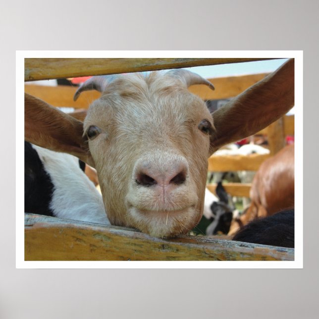 Póster Cabra simpática (Frente)