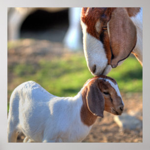 Póster Cabra y bebé de la madre