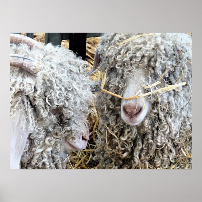 PÓSTER CABRAS CUTAS (Frente)