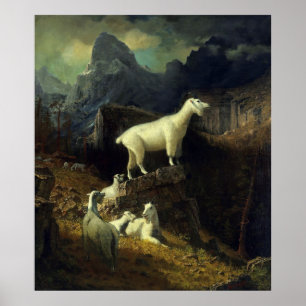 Póster Cabras de Montaña Rocosa