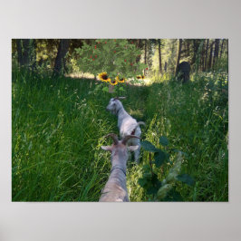 Póster Cabras en el pasto con mucha hierba