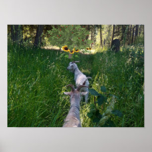 Póster Cabras en el pasto con mucha hierba